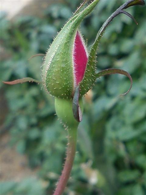 تصویر پرسش و پاسخ گیاه